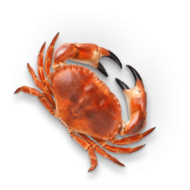 Crab